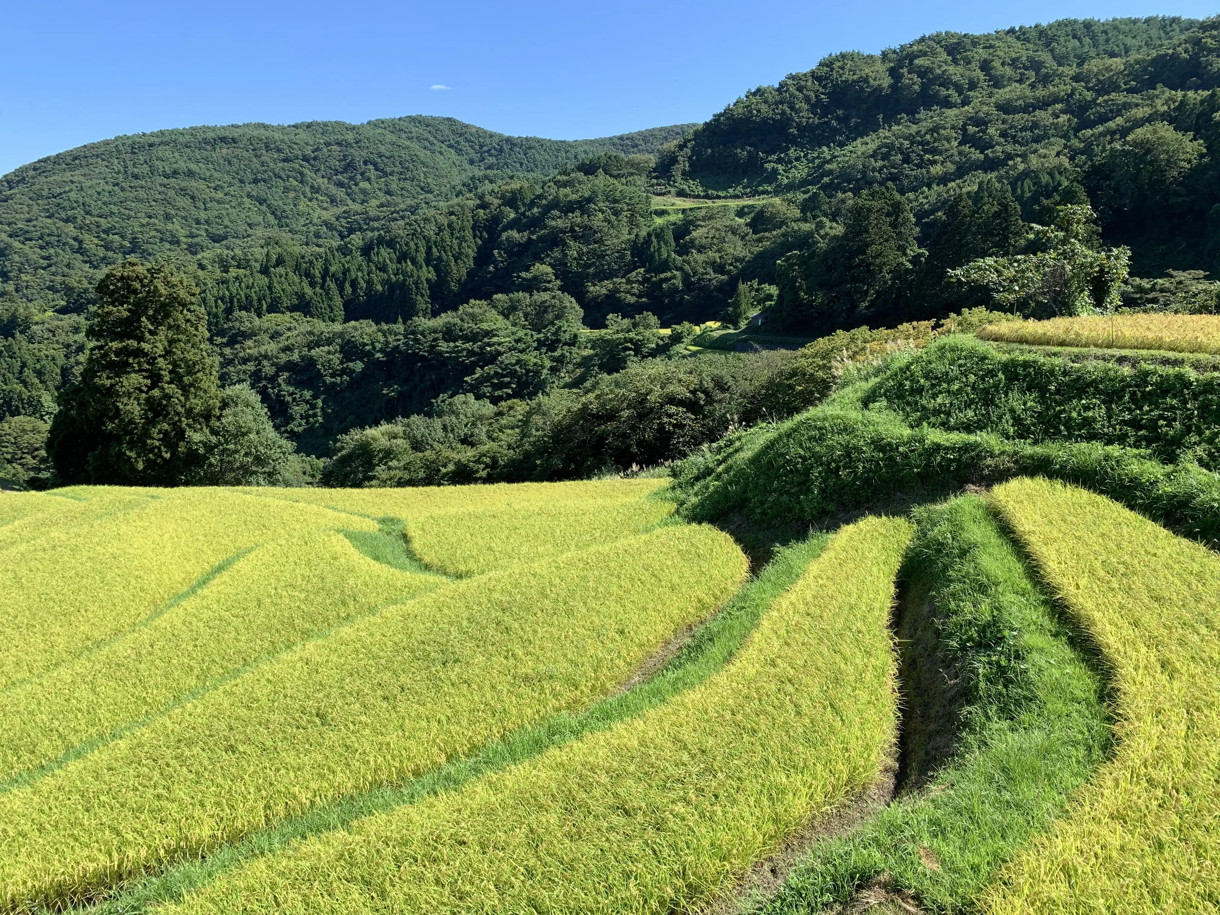 ふるさと納税関連業務